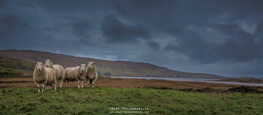 SHEEPS OF CONNEMARA