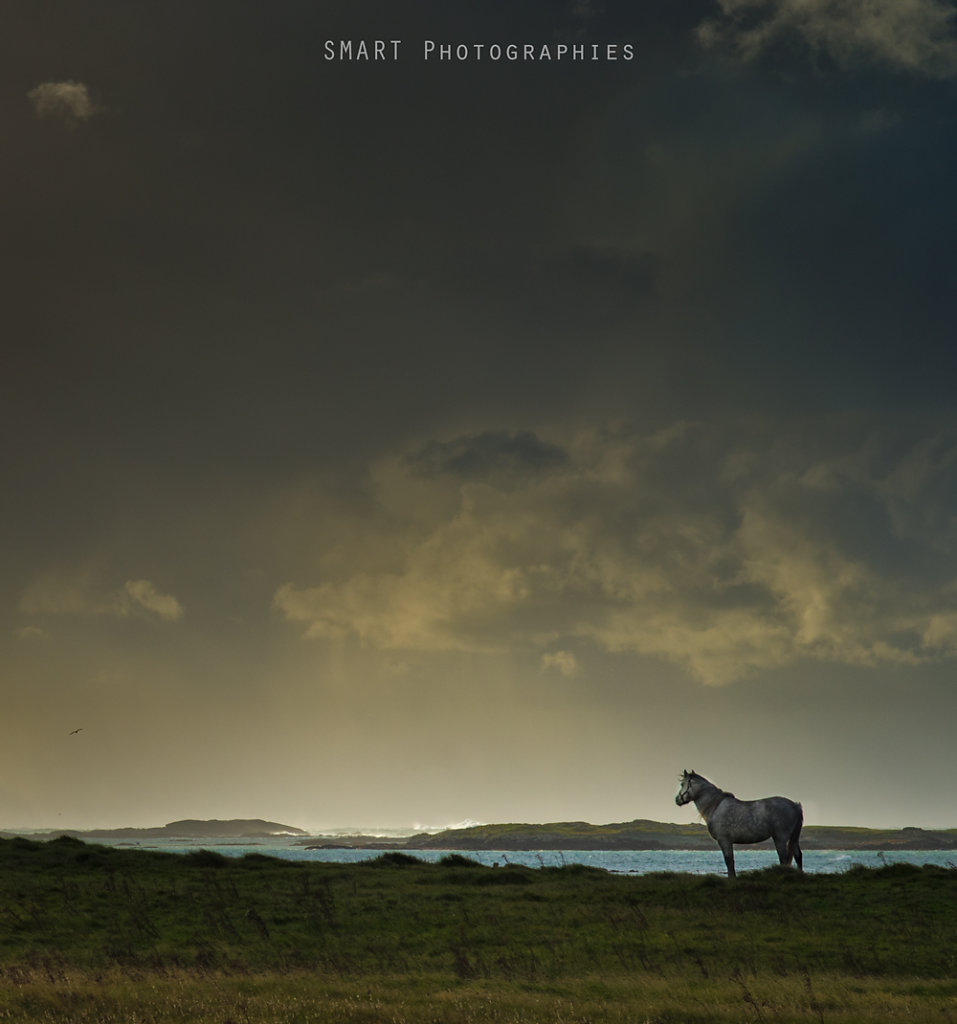 Horse in Connemara