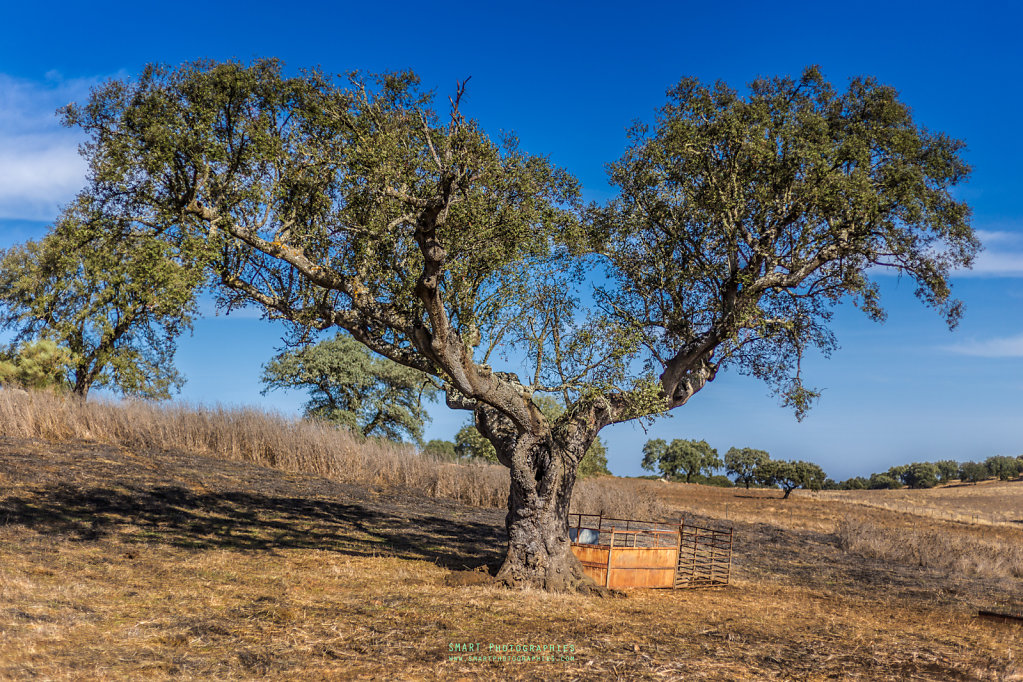 Sur la route d'Evora