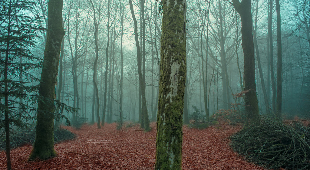 Brouillard de décembre