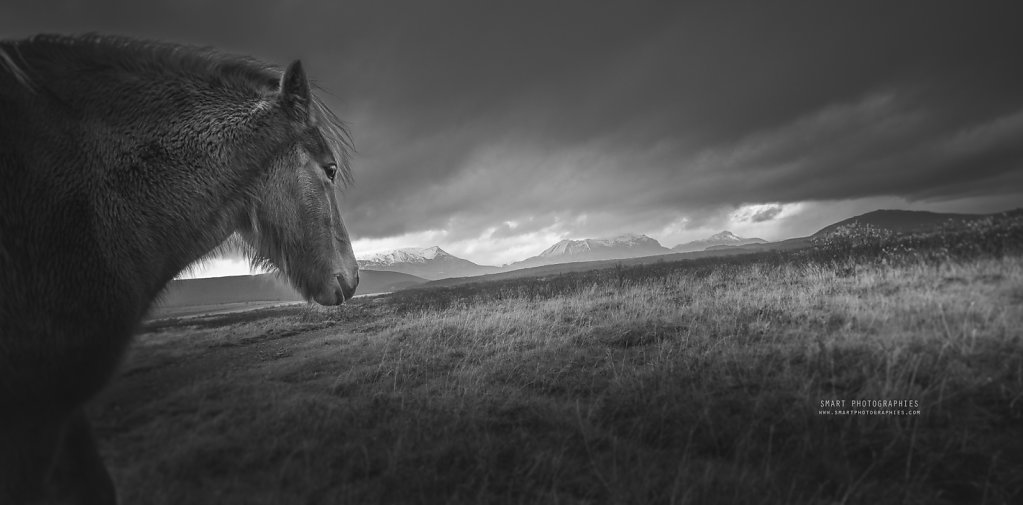 HORSE-ICELAND.jpg