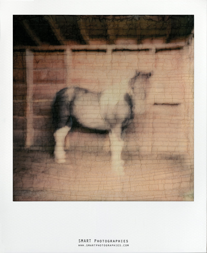 POLAROID003.jpg
