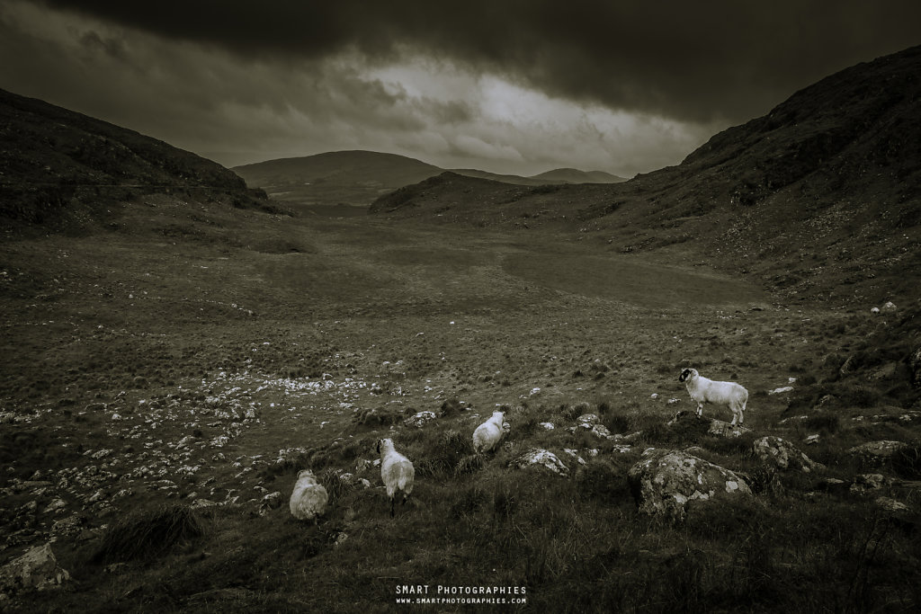 SHEEPS of KERRY